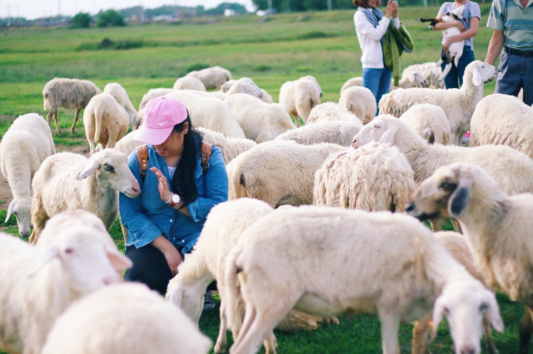 Đồng Cừu Suối Nghệ