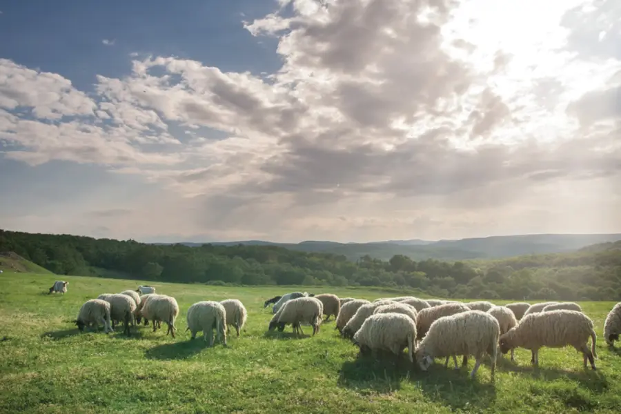 Đồng Cừu Suối Nghệ