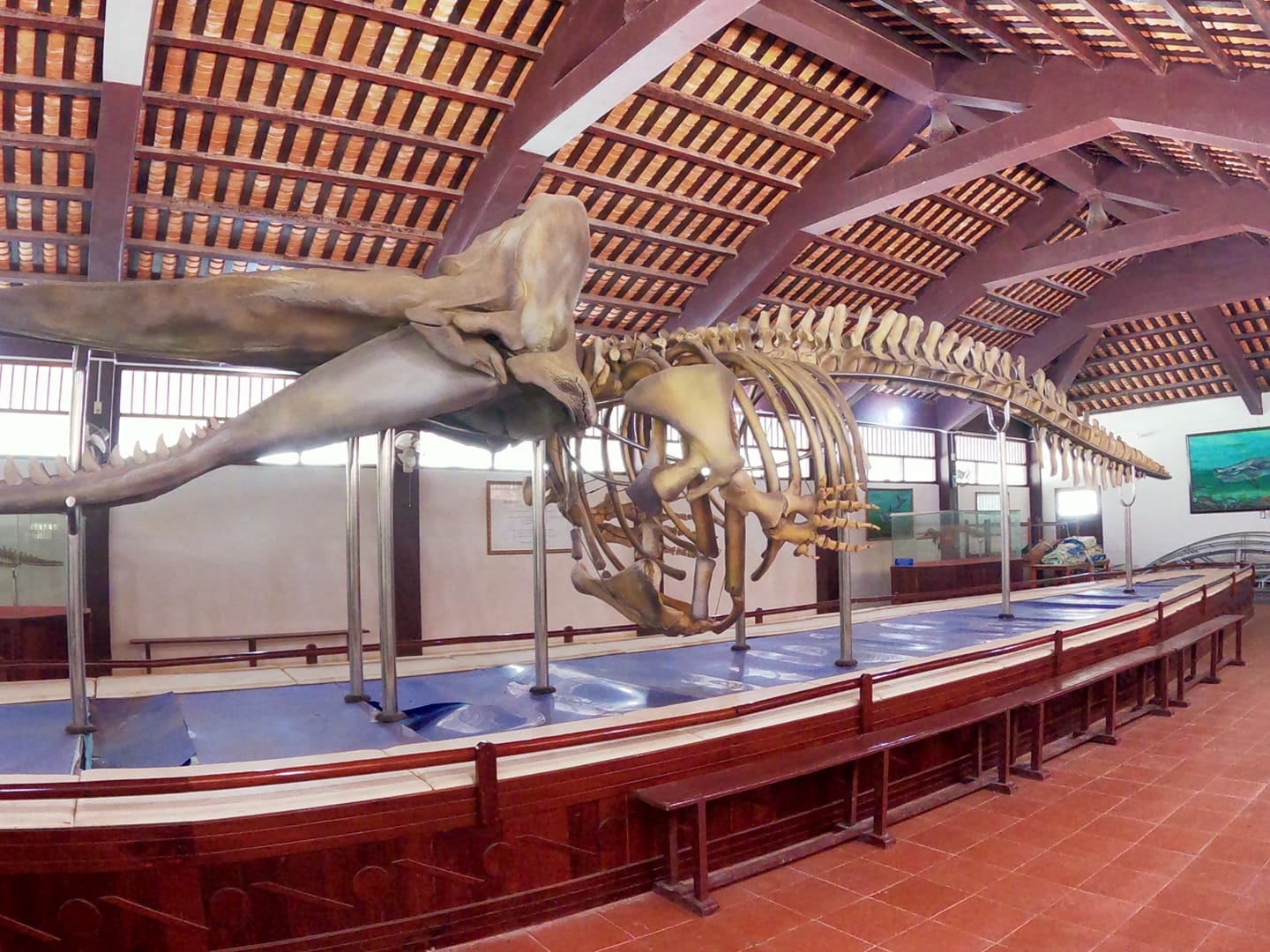 Bảo Tàng cá voi Vạn An Thạnh