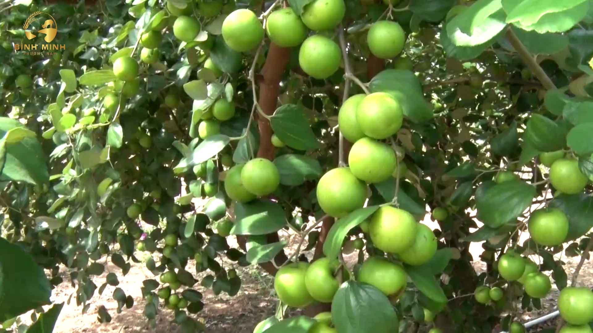 Vườn táo Gò Công